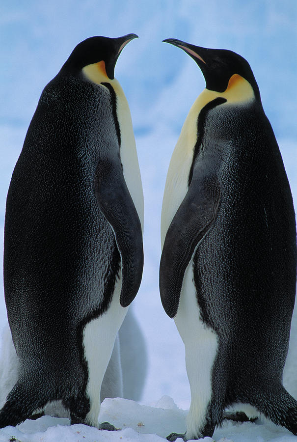 Emperor Penguin Aptenodytes Forsteri #8 Photograph by Nhpa