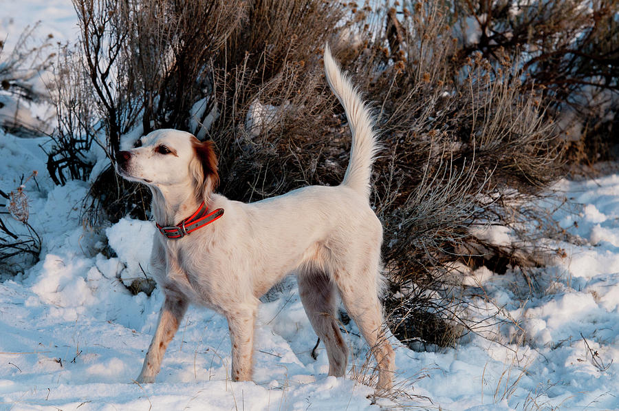 English Setter On Point #8 Photograph by William Mullins