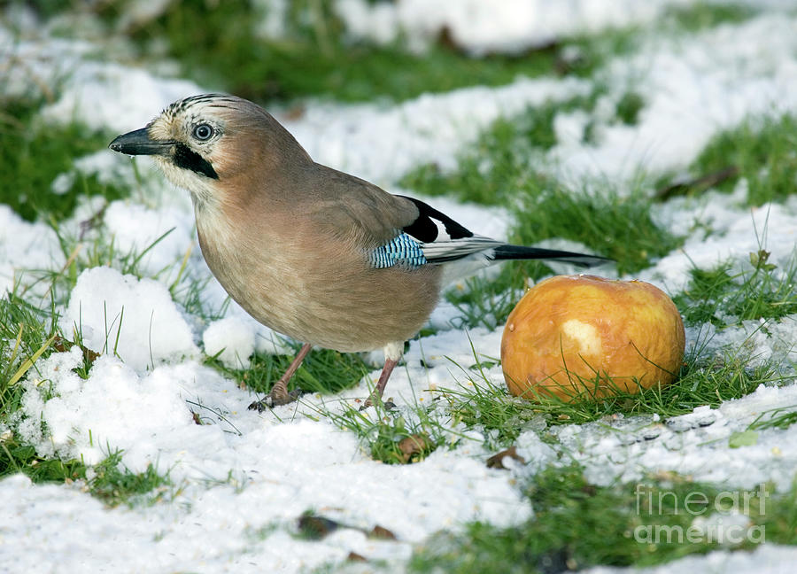 Eurasian Jay Photograph by John Devries/science Photo Library - Fine ...