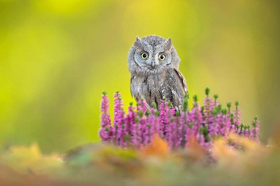 Owl Photograph - Eurasian Scops Owl #8 by Milan Zygmunt