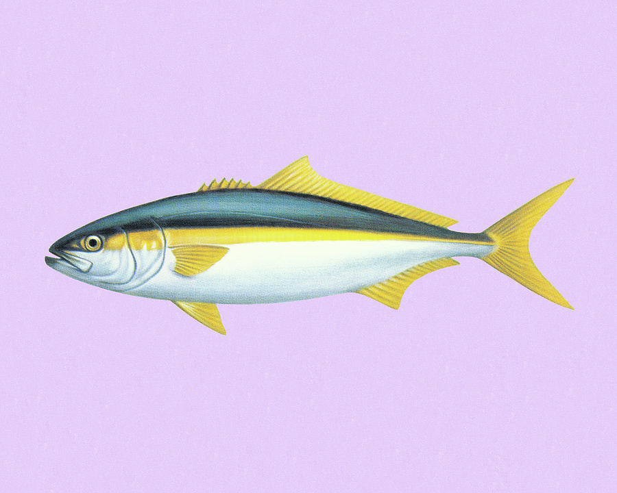 Vintage Drawing - Fish #8 by CSA Images Vintage Drawing - Fish #8 by CSA Images
