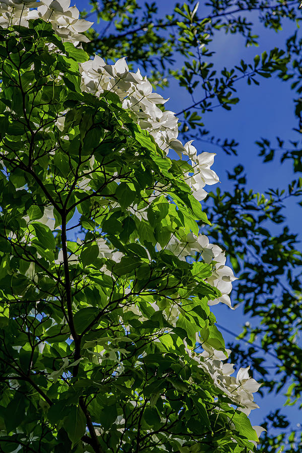 Flowering Tree #8 Photograph by Robert Ullmann