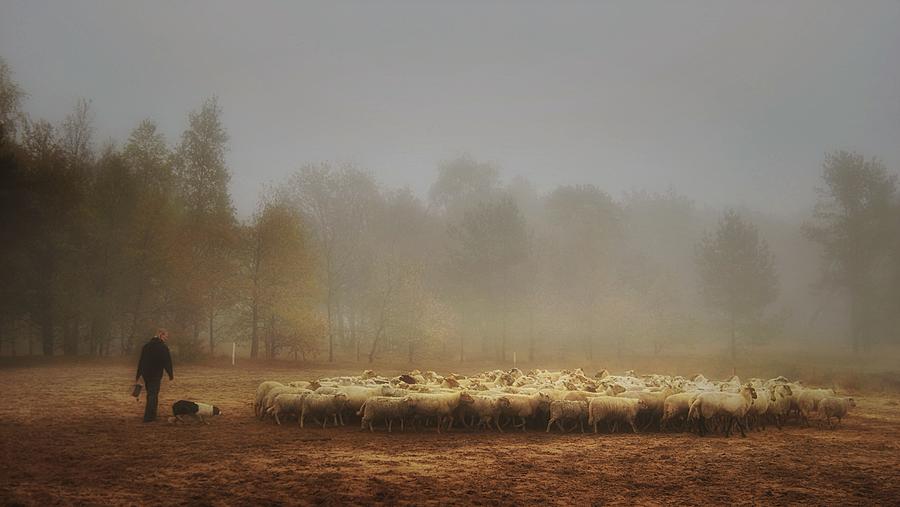Sheep Photograph - Foggy Memory Of The Past #8 by Saskia Dingemans