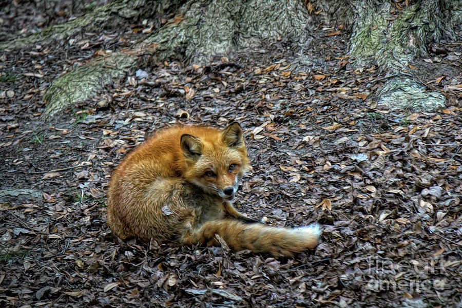 Nature Photograph - Fox #8 by Paulette Thomas