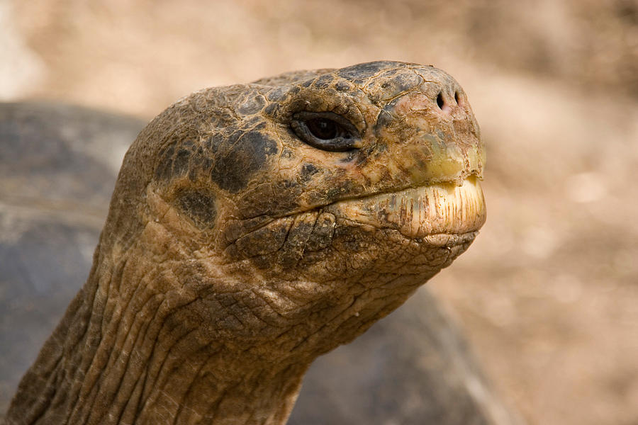 Galapagos Giant Tortoise #8 Photograph by David Hosking