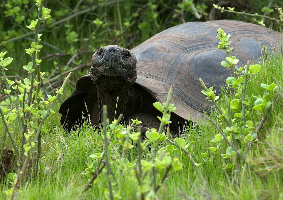 Galapagos Giant Tortoise #8 Photograph by Michael Lustbader