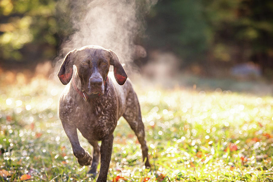 Mountain Photograph - German Shorthaired Pointer Hunting With Steam Rising On Cold Morning #8 by Cavan Images