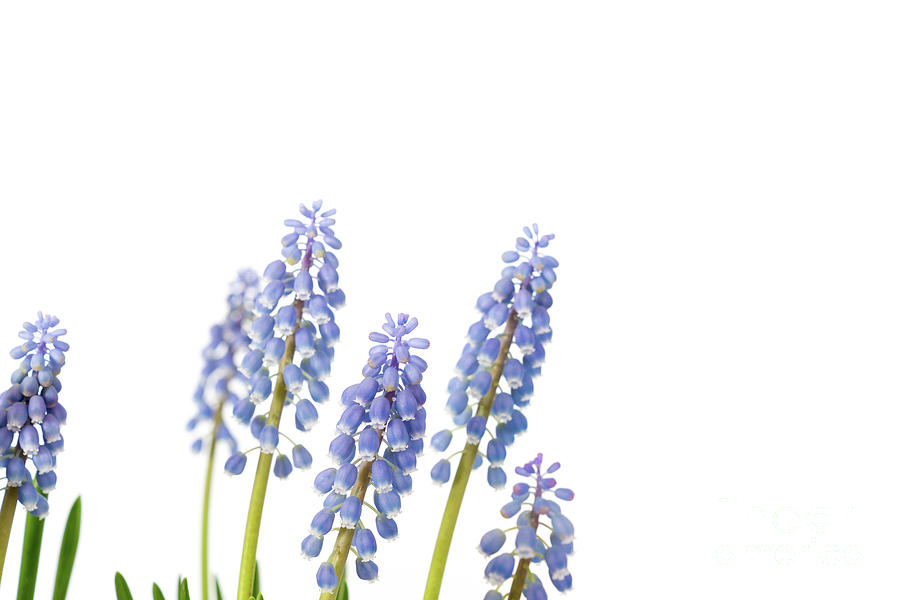 Grape Hyacinth (muscari Sp) Flowers #8 Photograph by Wladimir Bulgar/science Photo Library