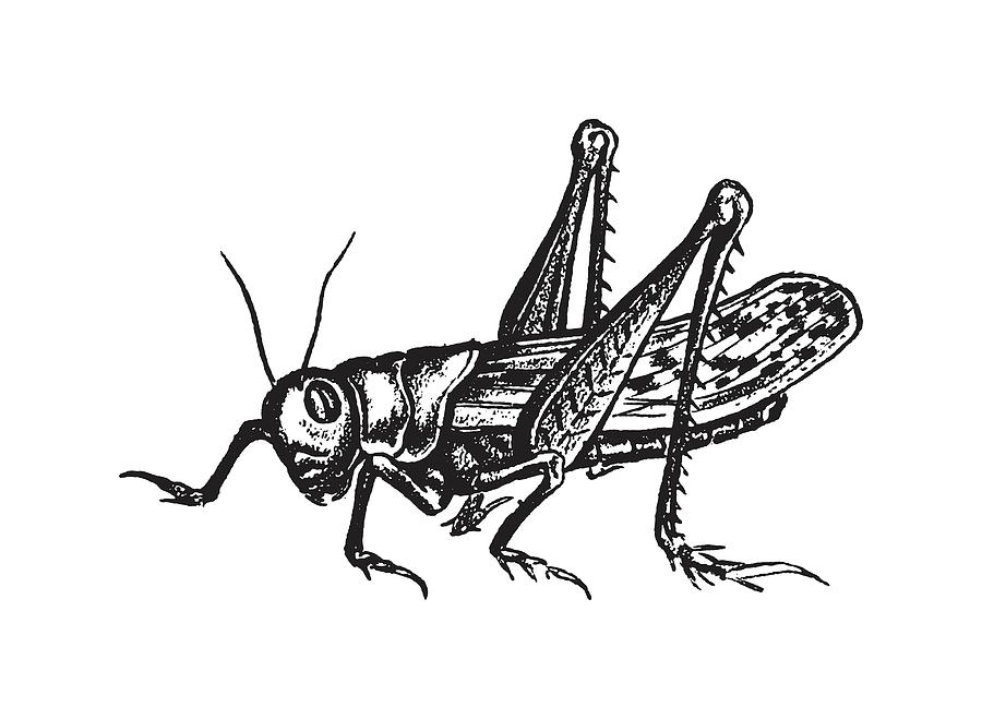 Grasshopper Drawing by CSA Images - Fine Art America