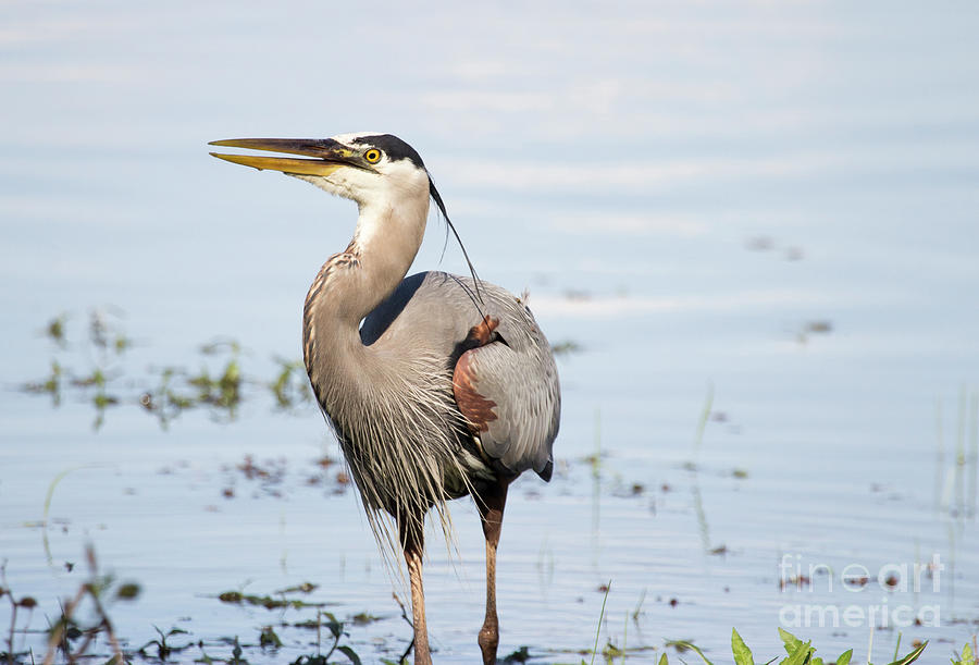 Great Blue Heron Series 10 Photograph by Jeannette Hunt