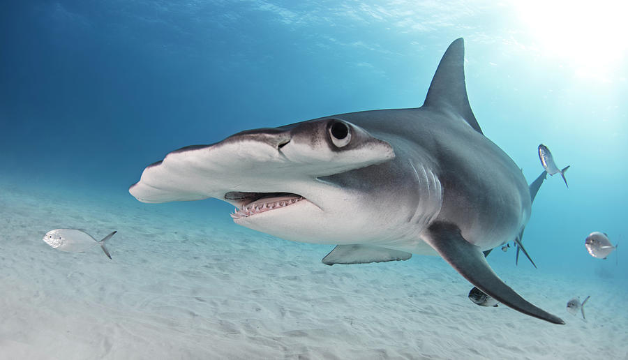 Great Hammerhead Shark, Alice Town, Bimini, Bahamas Digital Art by Ken ...