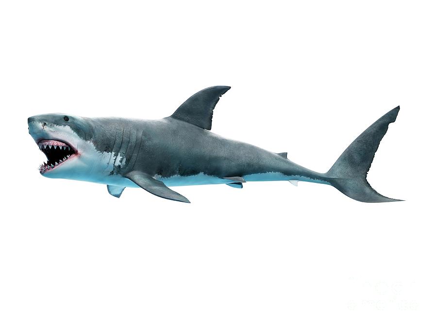 Great White Shark #8 Photograph by Sebastian Kaulitzki/science Photo Library