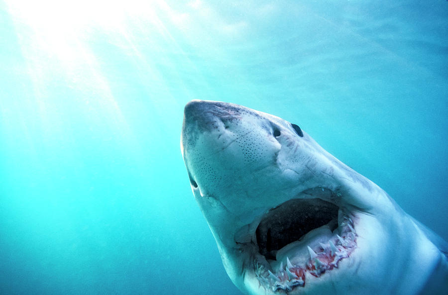 Great White Shark, South Africa Photograph By Stuart Westmorland - Fine 