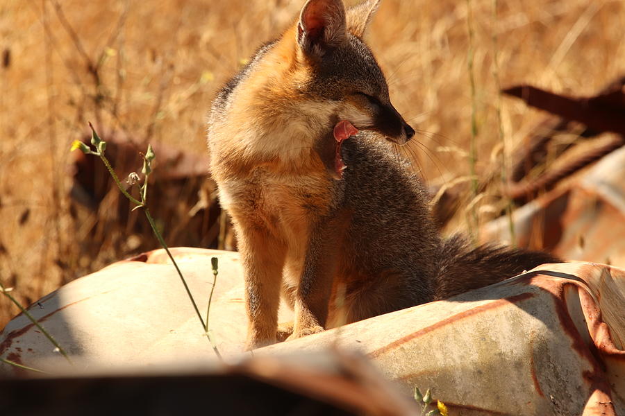 Grey Fox by Paul Comish Grey Fox by Paul Comish