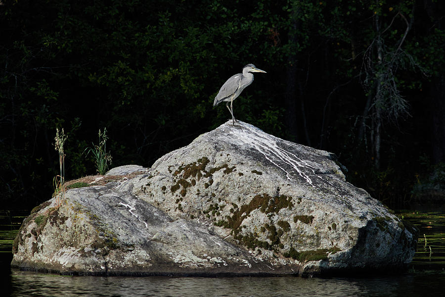 Grey heron #8 Photograph by Jouko Lehto