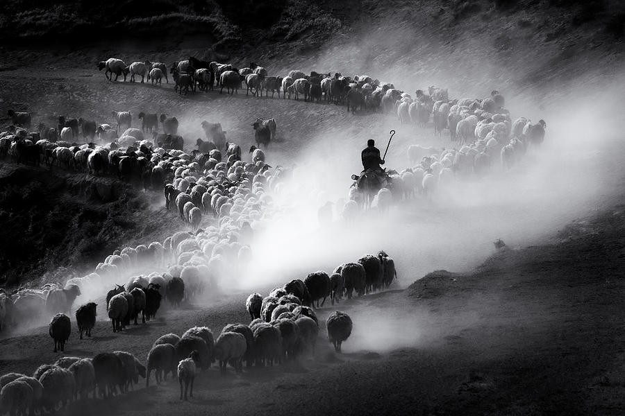 Herd #8 Photograph by Durmusceylan