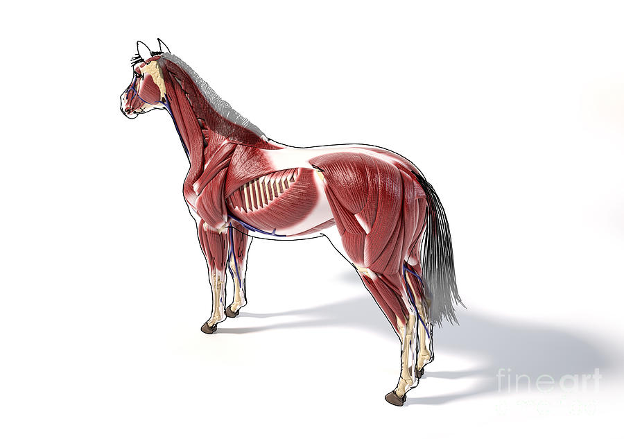 Horse Musculature Photograph by Leonello Calvetti/science Photo Library ...