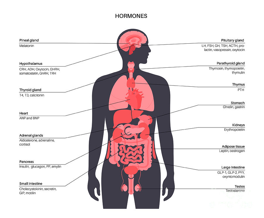 Human Hormones Photograph by Pikovit / Science Photo Library Biology Diagrams