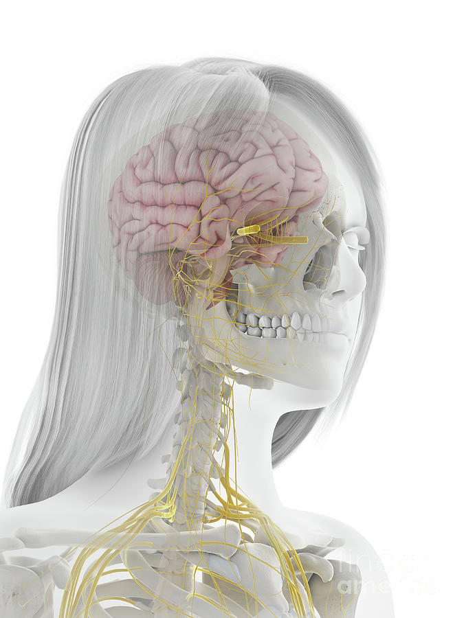 Human Nervous System #8 by Sebastian Kaulitzki/science Photo Library