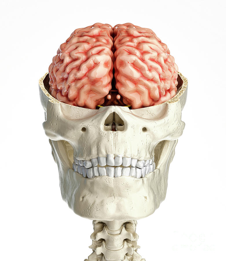 Human Skull Cross-section With Brain #8 by Leonello Calvetti/science Photo  Library