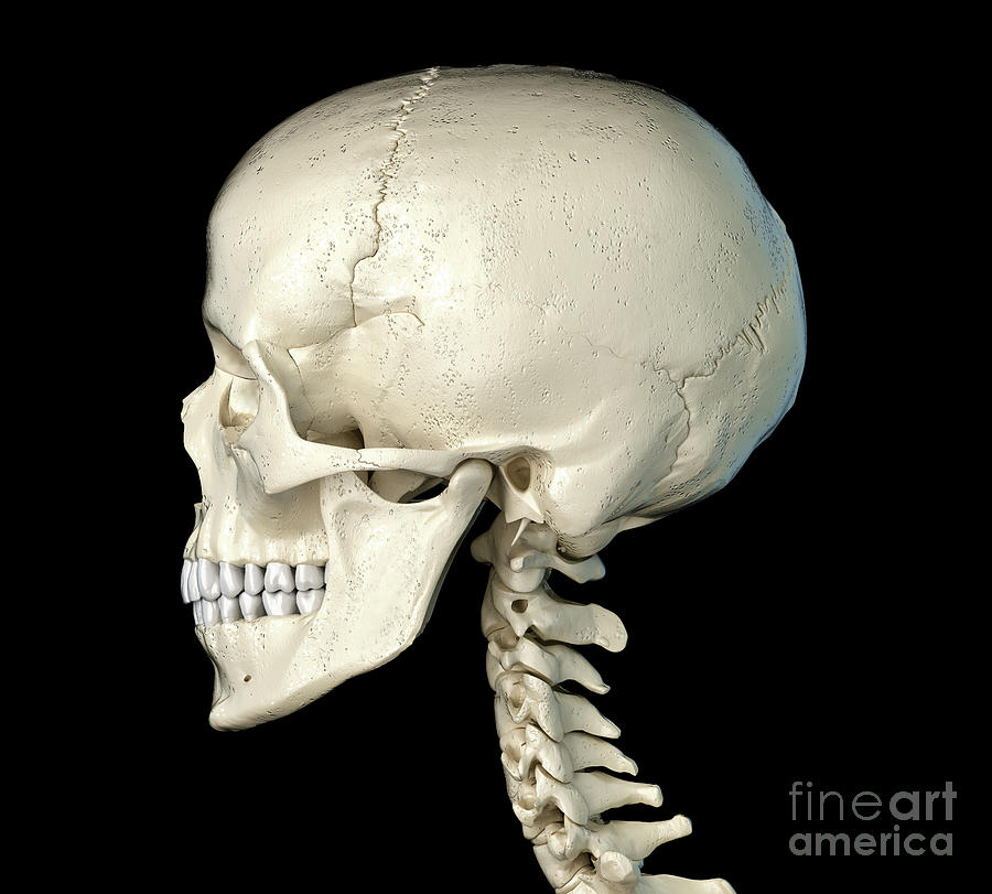 Human skull bones - Stock Image - C019/8342 - Science Photo Library