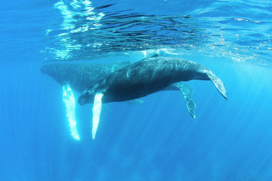 Humpback Whale (megaptera Novaeangliae) Photograph by Born Wild Photos ...