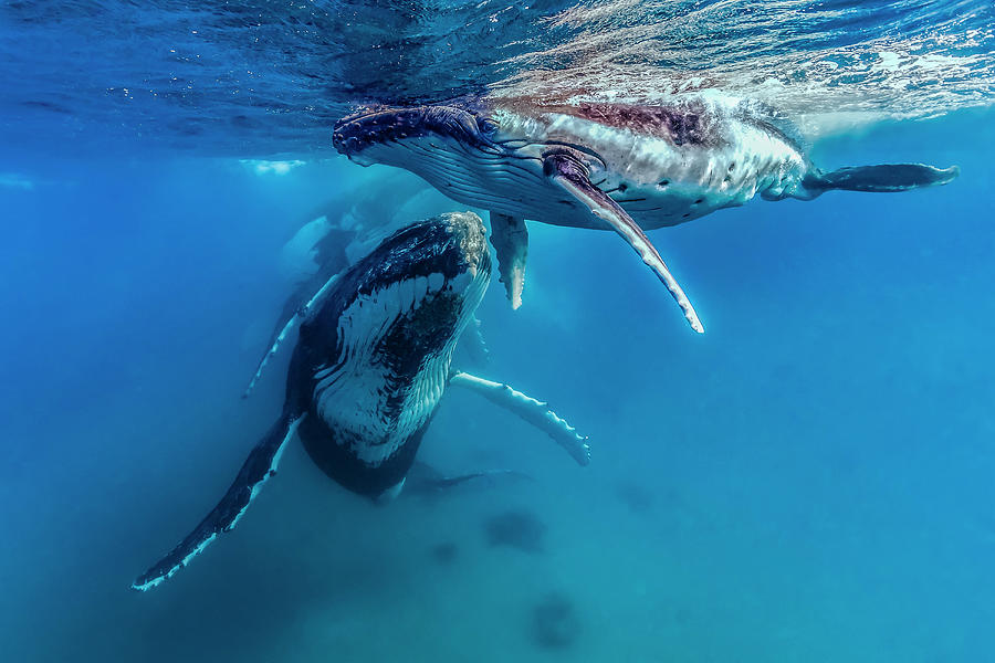 Humpback Whale Megaptera Novaeangliae #8 Photograph by Bruce Shafer