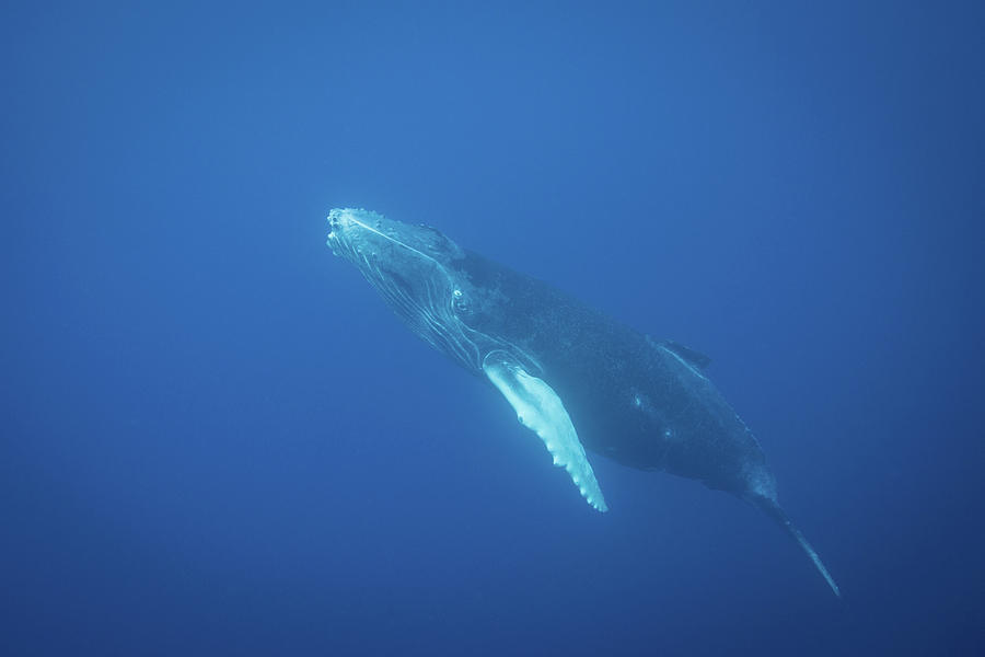 Humpback Whale Swimming Underwater Digital Art by Richard Robinson ...