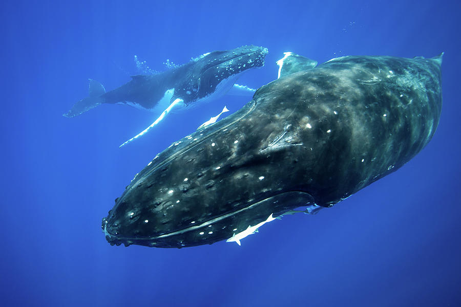 Humpback Whales Swimming Underwater Digital Art by Richard Robinson ...