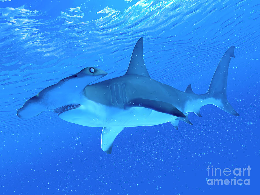 Illustration Of A Hammerhead Shark Photograph by Sebastian Kaulitzki