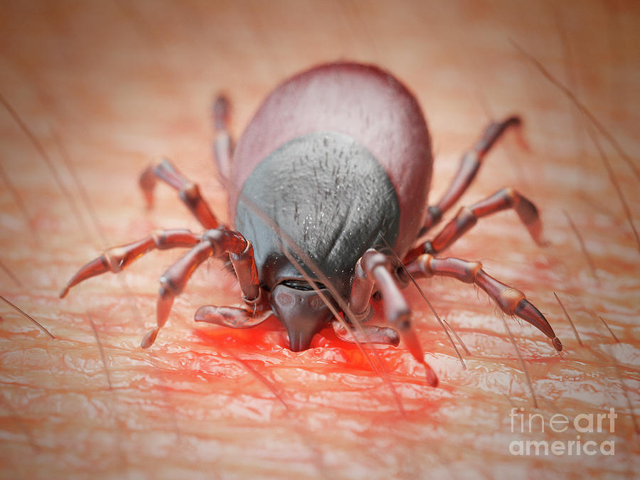 Wildlife Photograph - Illustration Of A Tick Biting Human Skin #8 by Sebastian Kaulitzki/science Photo Library