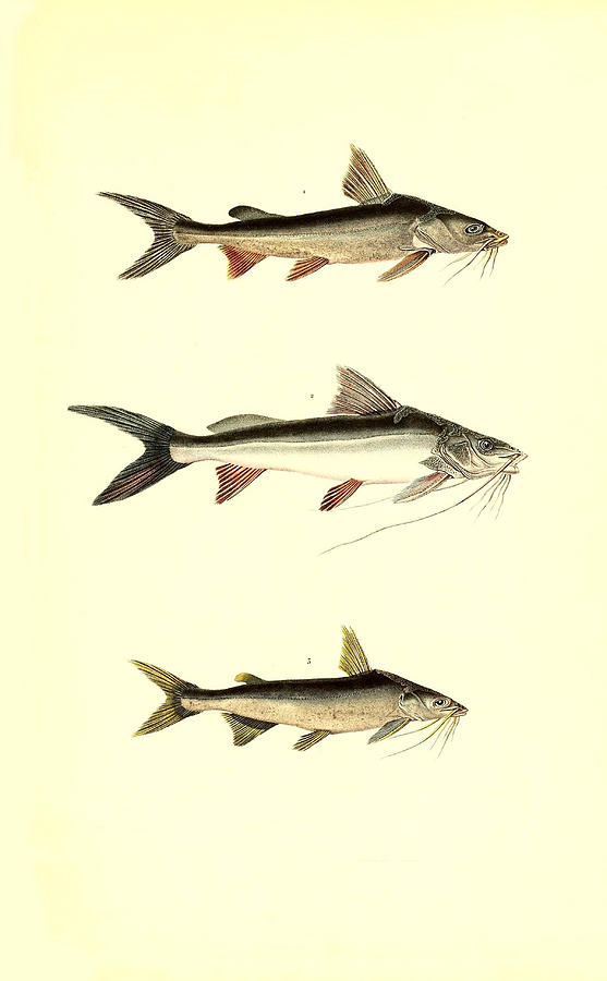 Illustration Of South American Catfish #8 Painting by Science Source