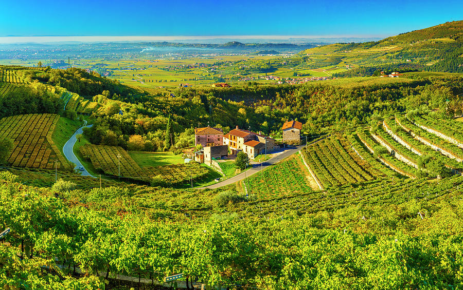 Italy, Veneto, Verona District, Valpolicella, Fumane, Typical Landscape, Vineyards #8 Digital Art by Olimpio Fantuz