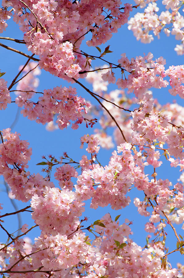 Japanese Flowering Cherry, Prunus Serrulata, Germany, Europe Photograph 