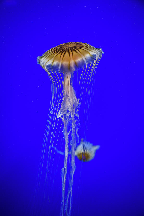 Japanese Jellyfish Photograph by Kenny Thomas - Fine Art America