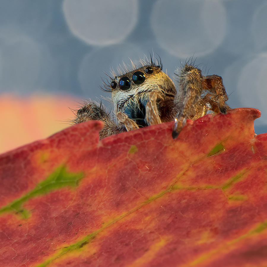 Jumping Spider #8 Photograph by Ivy Deng