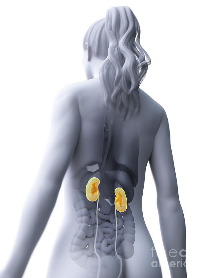 3d Photograph - Kidneys 8 by Sebastian Kaulitzki/science Photo Library 3d Photograph - Kidneys 8 by Sebastian Kaulitzki/science Photo Library
