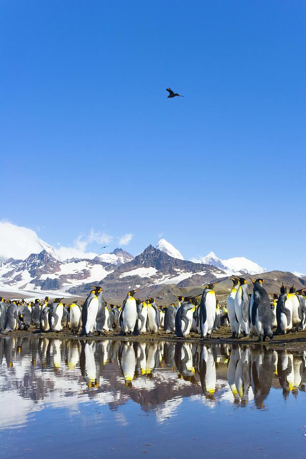 King Penguins Aptenodytes Patagonicus #8 Photograph by Eastcott Momatiuk
