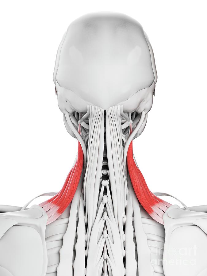 Levator Scapularis Muscle Photograph by Sebastian Kaulitzki/science ...