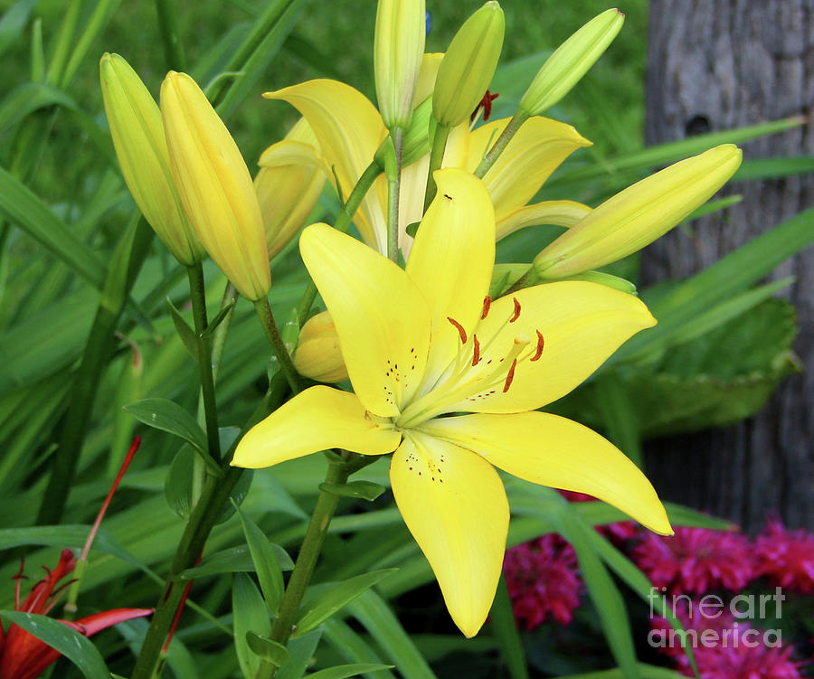 Flower Photograph - Lilly by Lori Tordsen Flower Photograph - Lilly by Lori Tordsen