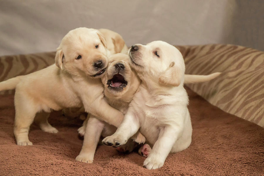 Insects Photograph - Litter Of One Month Old Yellow Labrador #8 by Janet Horton