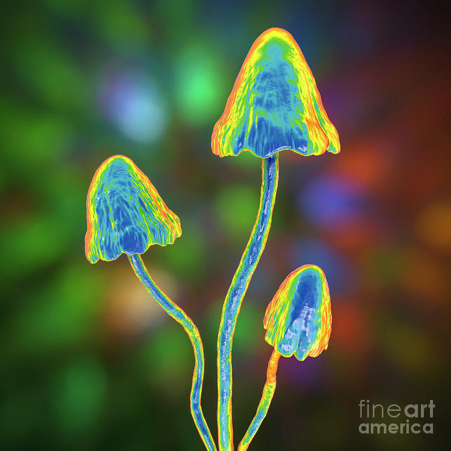 Magic Mushrooms #8 Photograph by Science Photo Library Magic Mushrooms #8 Photograph by Science Photo Library