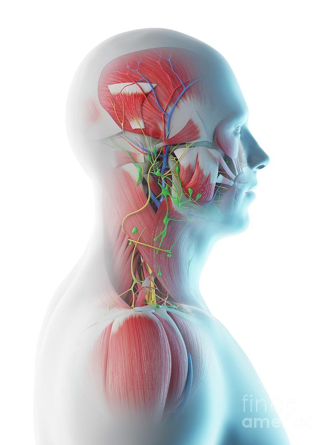 male throat anatomy