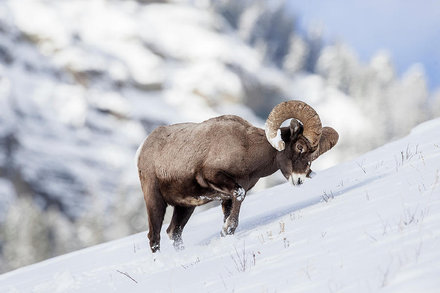 Male (ram) Rocky Mountain Bighorn Sheep #8 Photograph by Nick Garbutt Male (ram) Rocky Mountain Bighorn Sheep #8 Photograph by Nick Garbutt