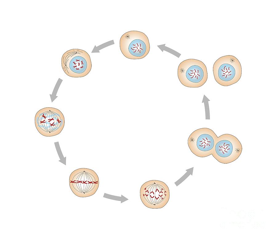 Mitosis Photograph by Cordelia Molloy/science Photo Library - Fine Art ...