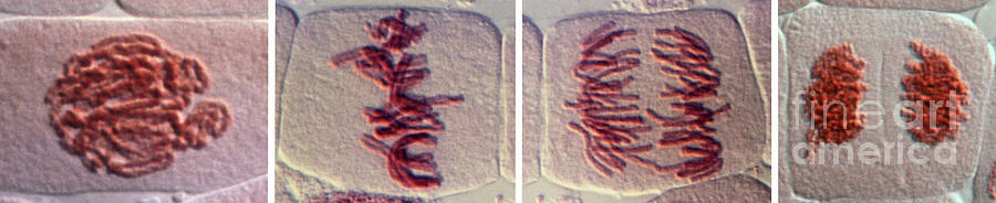 Onion Photograph - Mitosis #8 by Dr. Juan F. Gimenez-abian / Science Photo Library