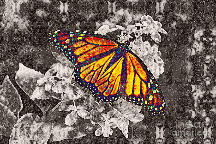 Monarch Butterfly #8 Photograph by Lila Fisher-Wenzel