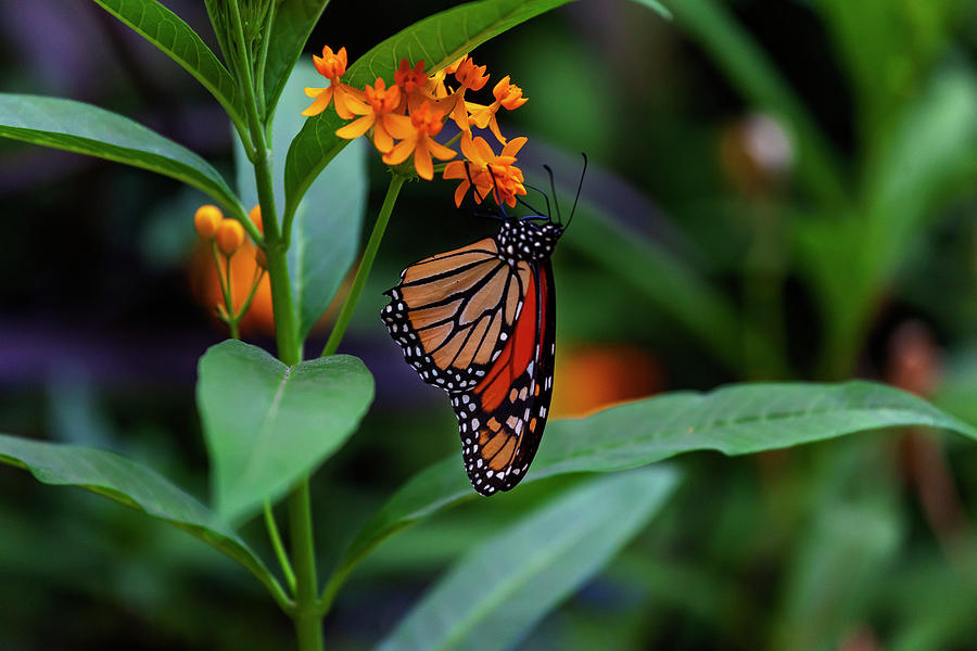 Monarch Butterfly  #8 Photograph by Robert Ullmann