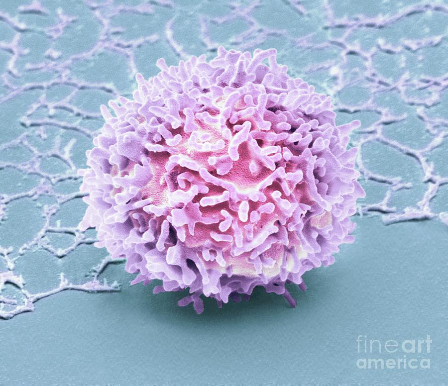 Natural Killer Cell Photograph by Steve Gschmeissner