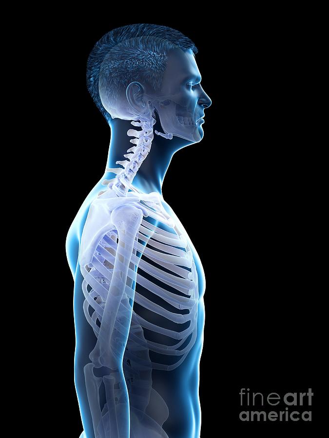 Neck Anatomy Photograph By Sebastian Kaulitzki Science Photo Library